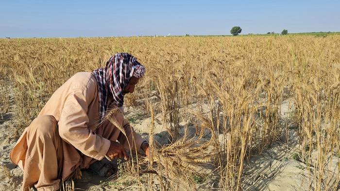 Building Resilience in Agriculture: Drought-Resistant Crops and Farming Techniques